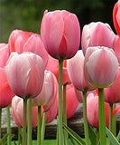 Tulip 1