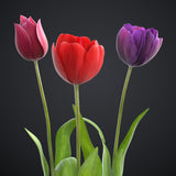 Tulip 2